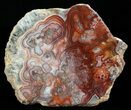 Polished, Red Crazy Lace Agate Slab - Mexico #60985-2
